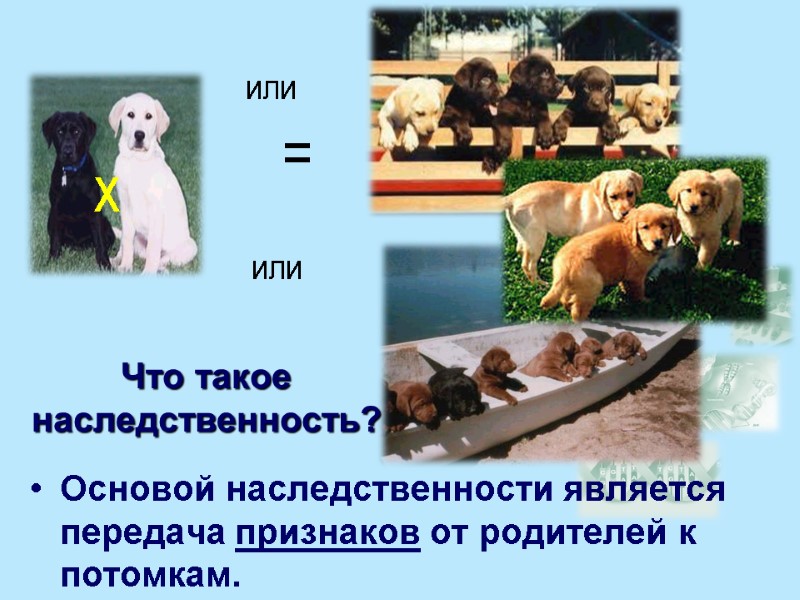 x = или или Что такое наследственность? Основой наследственности является передача признаков от родителей